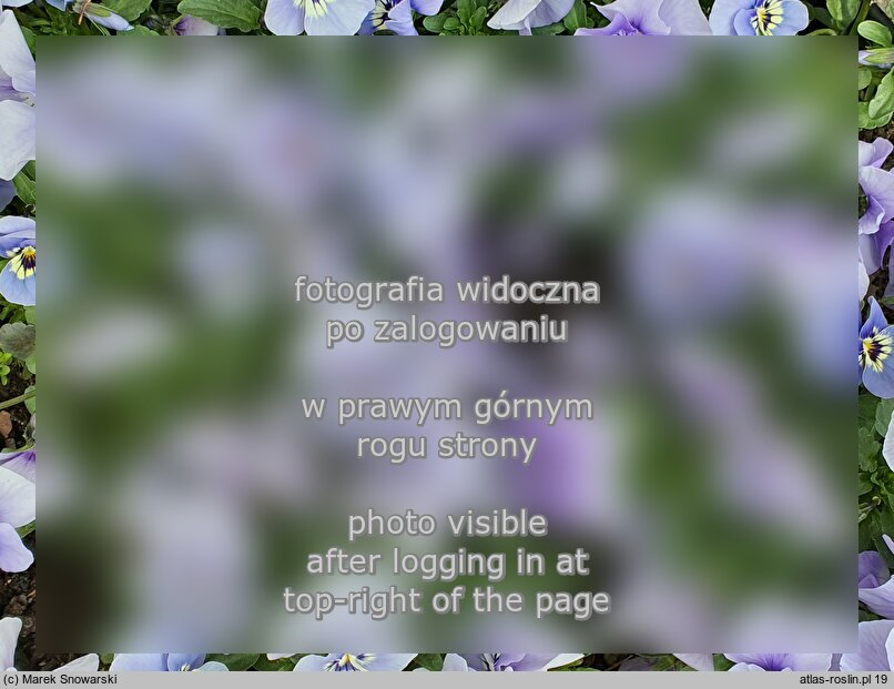 Viola cornuta ‘Twix Marina’