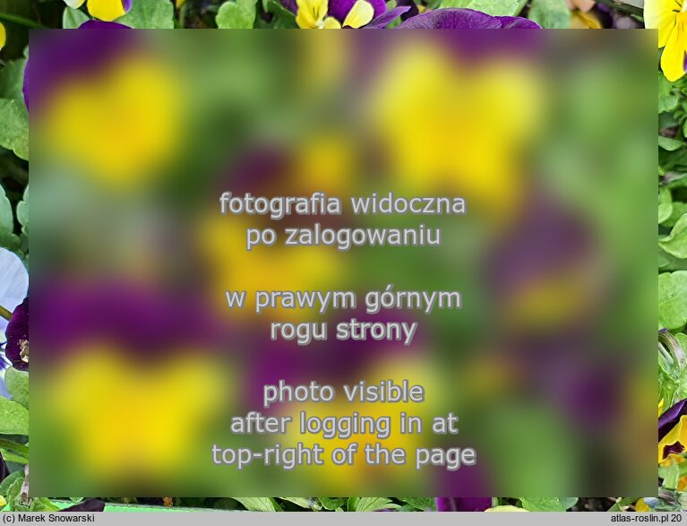 Viola cornuta ‘Evo Mini Yellow Purple Jump Up’