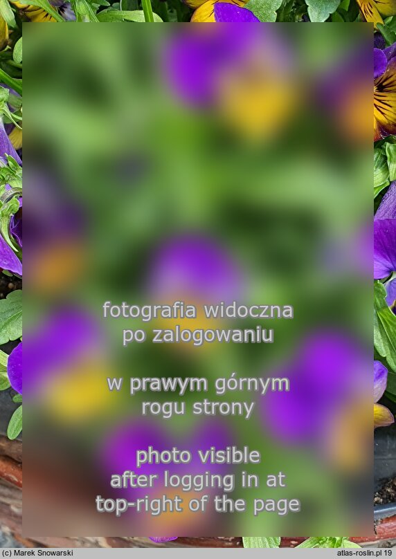 Viola cornuta ‘Spring Evo Mini Morpho’