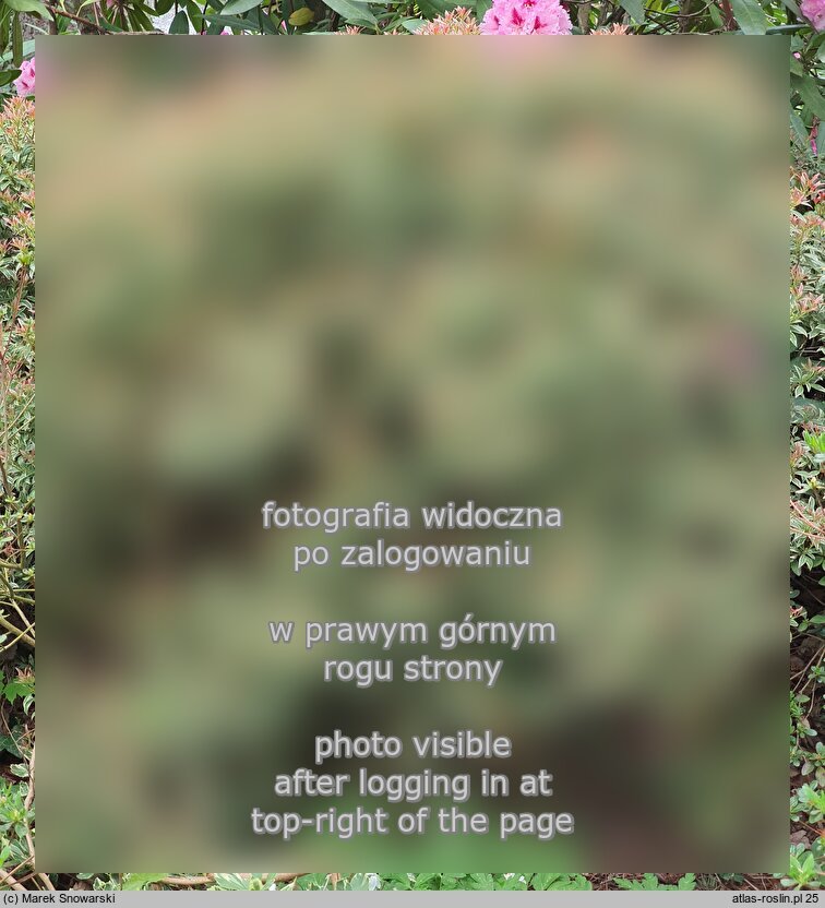 Pieris japonica ‘Variegata’