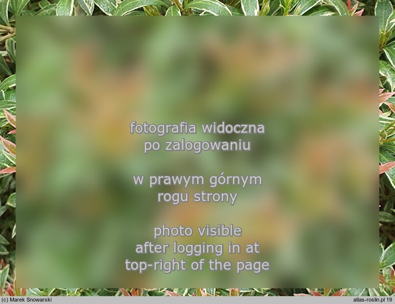 Pieris japonica ‘Variegata’