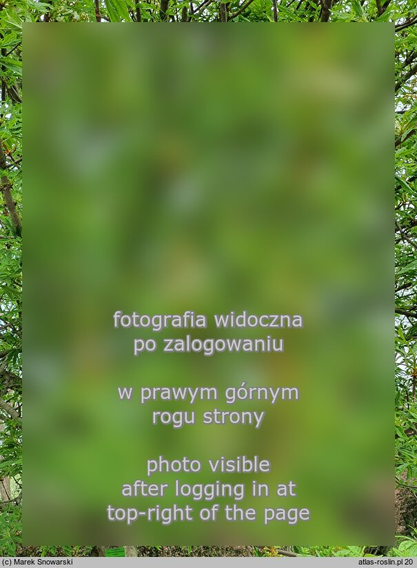 Aesculus hippocastanum ‘Digitata’