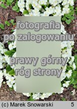Primula vulgaris ‘Alba Plena’