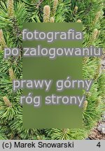 Pinus mugo ‘Andrzej’