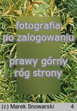 Taxus baccata ‘Aurea Rogów’