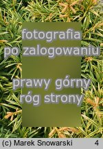 Taxus baccata ‘Aurea Rogów’