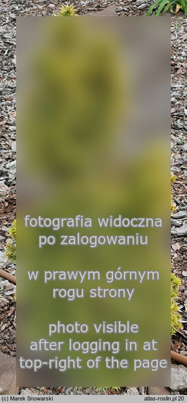 Taxus ×media ‘Katyń’