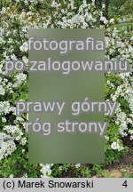 Exochorda racemosa ssp. racemosa Niagara