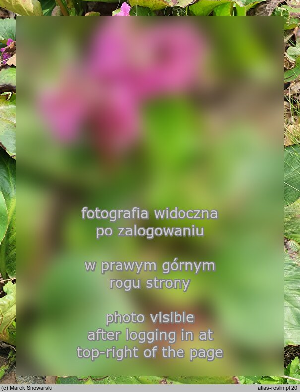 Bergenia cordifolia Rotblum