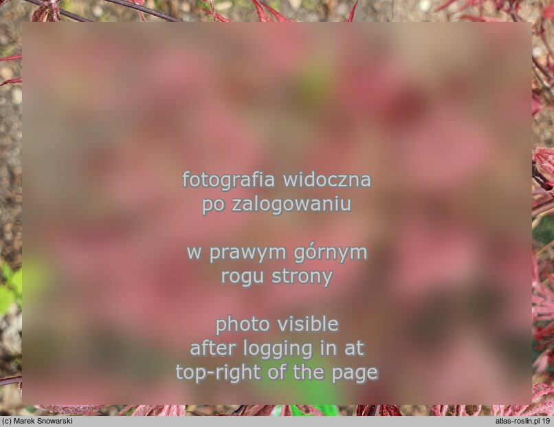 Acer palmatum ‘Gwen's Rose Delight’