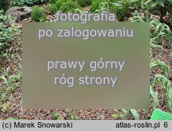 Polygonatum ×hybridum ‘Striatum’ (kokoryczka ogrodowa)