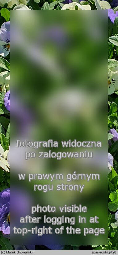 Viola ×williamsii ‘YTT’