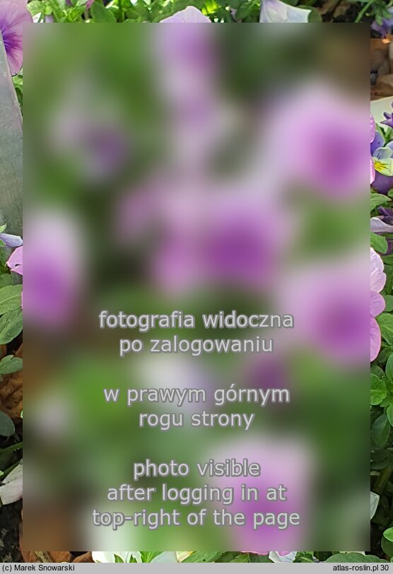 Viola ×williamsii ‘Lavender Pink’