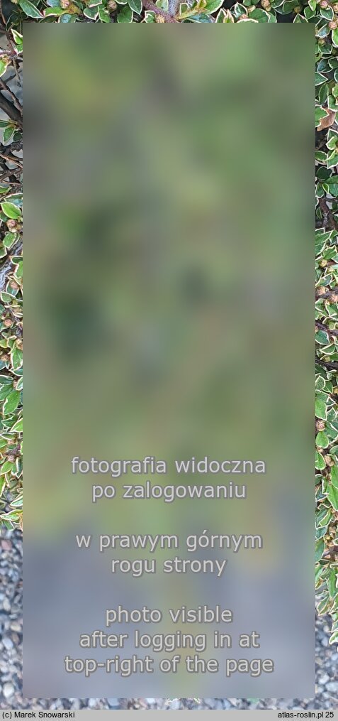 Cotoneaster atropurpureus (irga purpurowa)