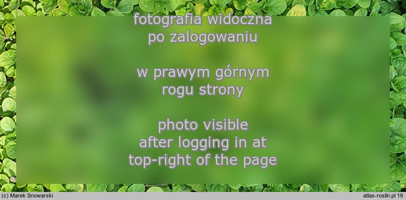 Origanum vulgare ‘Thumble's Variety’