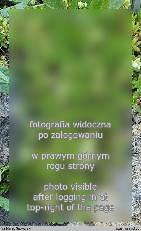 Saxifraga omolojensis (skalnica Ledeboura)