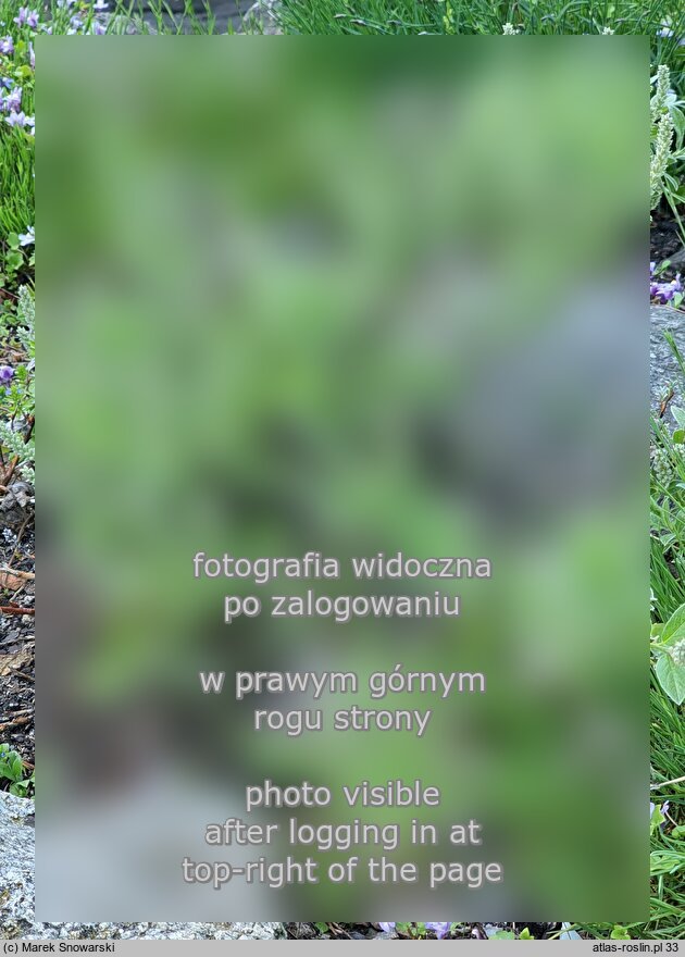 Salix pyrenaica (wierzba pirenejska)