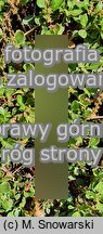 Eriogonum umbellatum var. majus (pokoślin baldaszkowaty odm. większa)