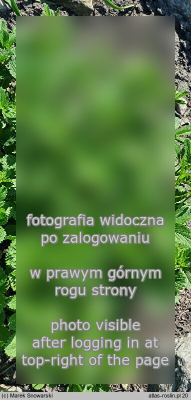Potentilla montenegrina (pięciornik czarnogórski)
