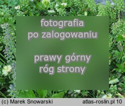Anemone sylvestris ‘Polish Star’
