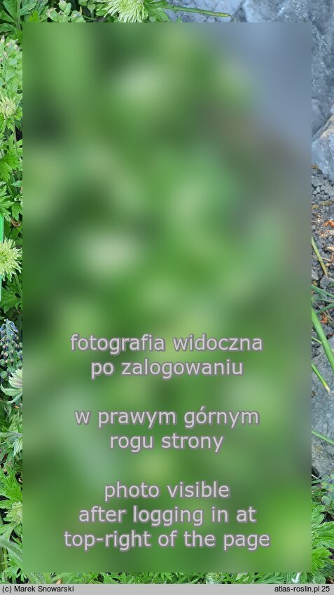 Anemone sylvestris ‘Polish Star’