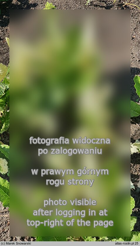 Armoracia rusticana ‘Variegata’