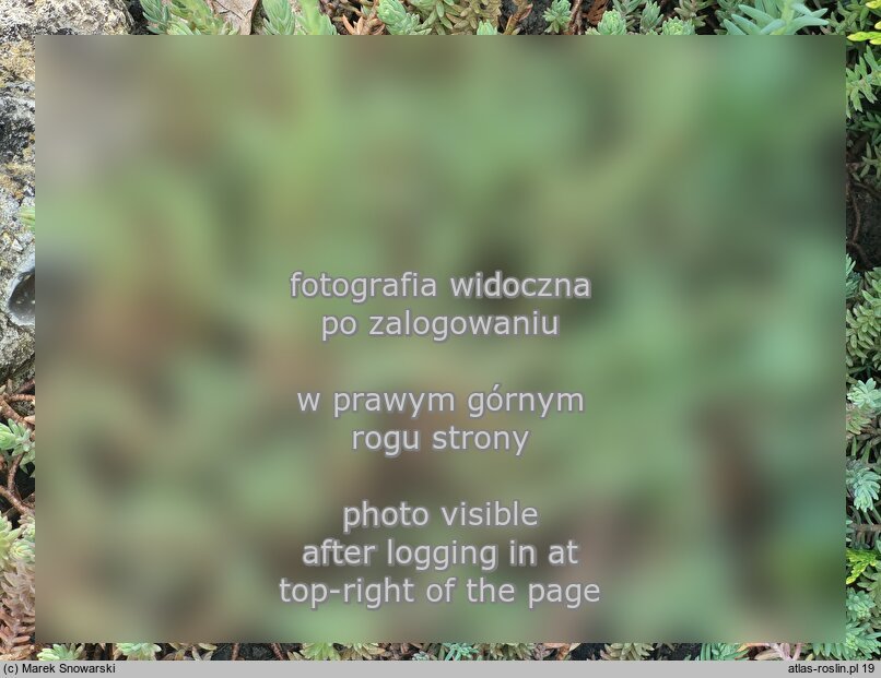 Petrosedum ochroleucum (rozchodnik żółtawy)