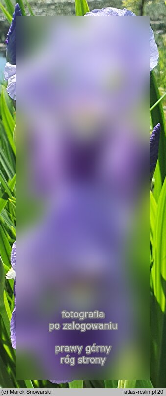 Iris ‘Florentina Coerulea’