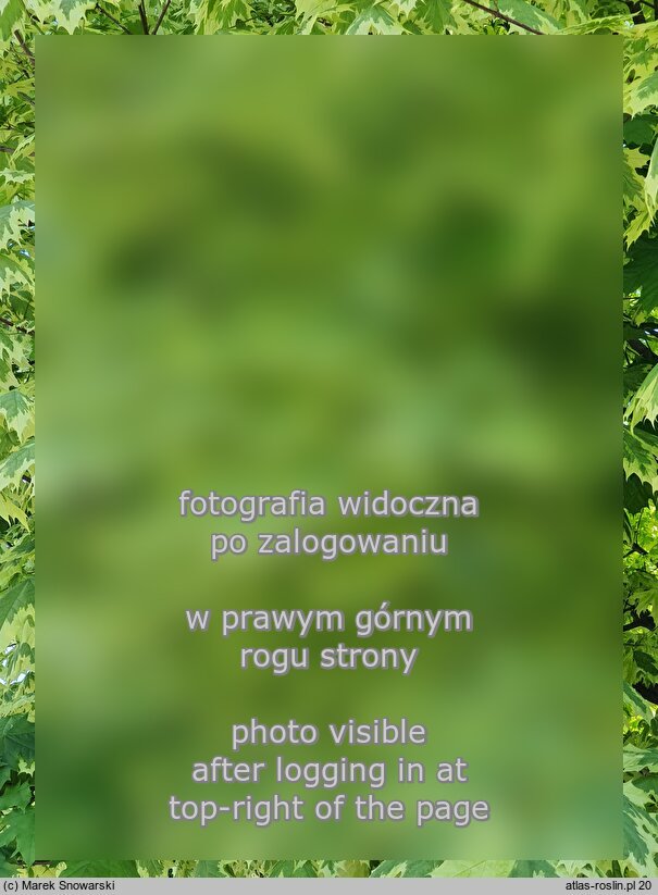 Acer platanoides â€˜Drummondiiâ€™