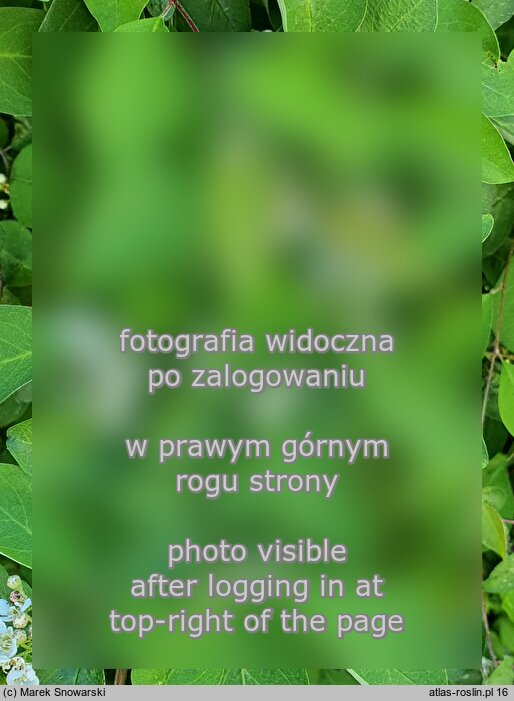 Cotoneaster przewalskii (irga przewalskiego)