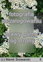 Spiraea crenata (tawuła karbowana)