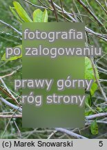 Spiraea prunifolia (tawuła śliwolistna)