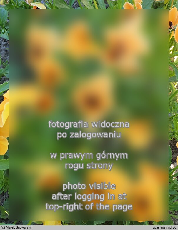 Viola ×wittrockiana ‘Orange mit Auge’