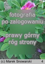 Paeonia coriacea (piwonia skórzasta)
