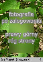 Acer davidii ssp. grosseri (klon Grossera)