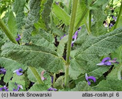 Salvia nemorosa (szałwia omszona)