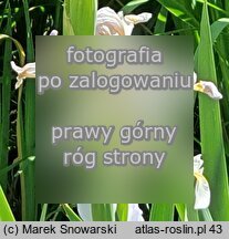 Iris halophila (kosaciec słonolubny)