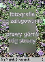 Salvia greggii (szałwia jesienna)