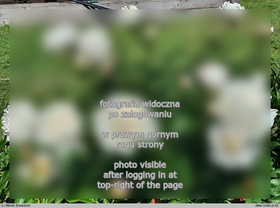 Paeonia lactiflora ‘La Vestale’