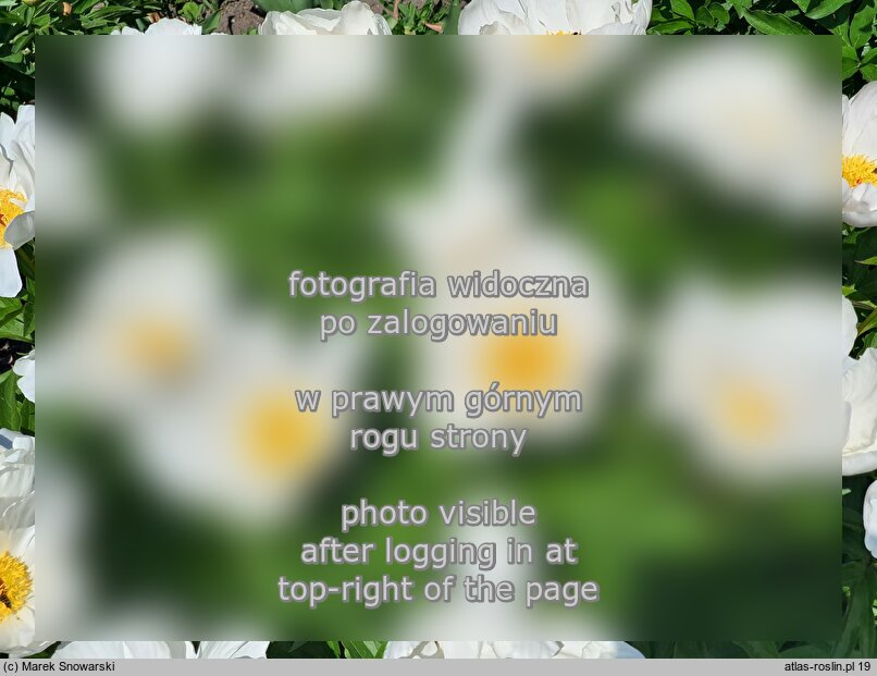 Paeonia lactiflora ‘Le Jour’