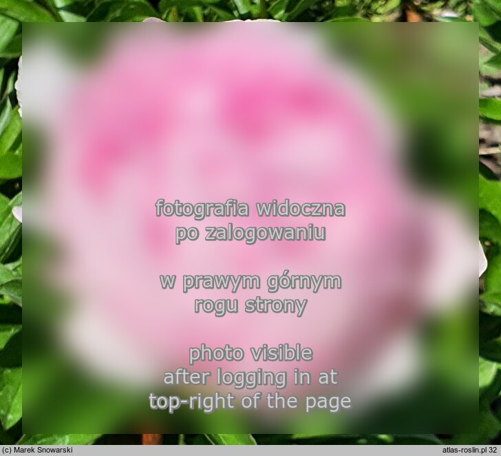 Paeonia lactiflora ‘Minuet’