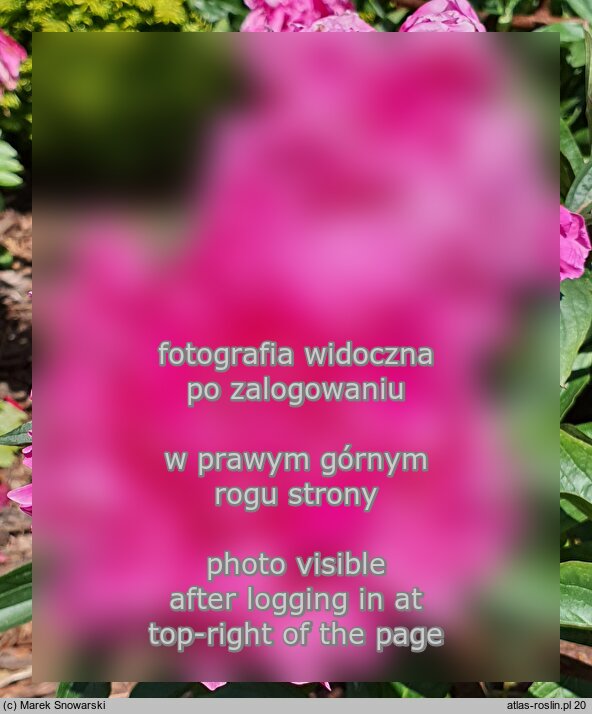 Paeonia lactiflora ‘Ofelia’