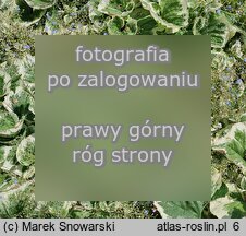 Brunnera macrophylla ‘Variegata’