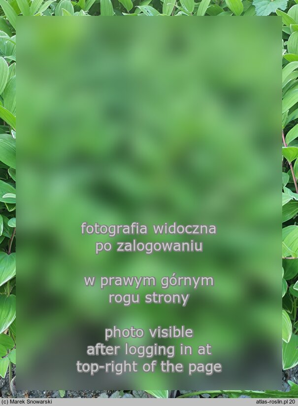 Polygonatum falcatum (kokoryczka sierpowata)
