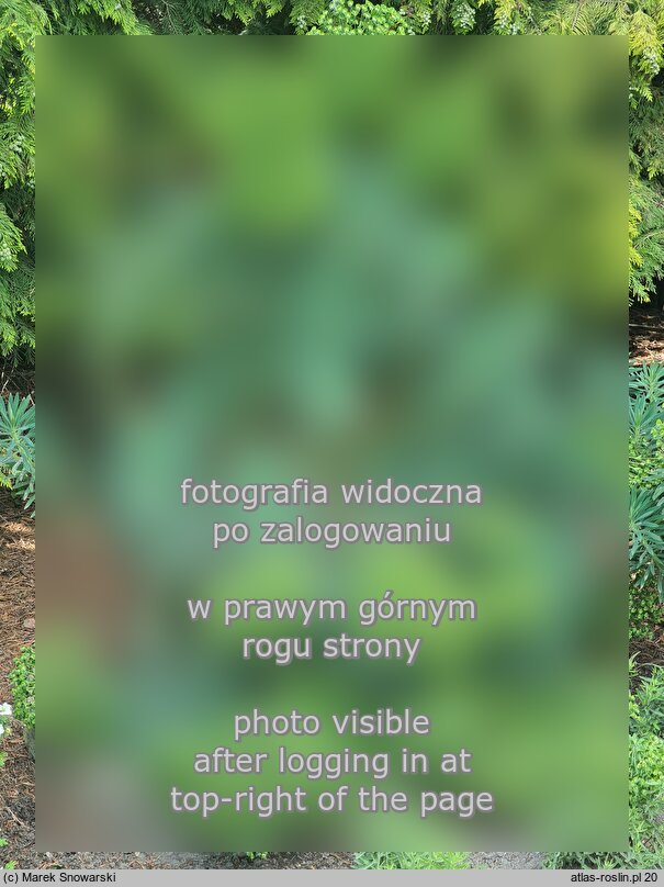 Euphorbia characias ssp. wulfenii (wilczomlecz bÅ‚Ä™kitnawy Wulfena)