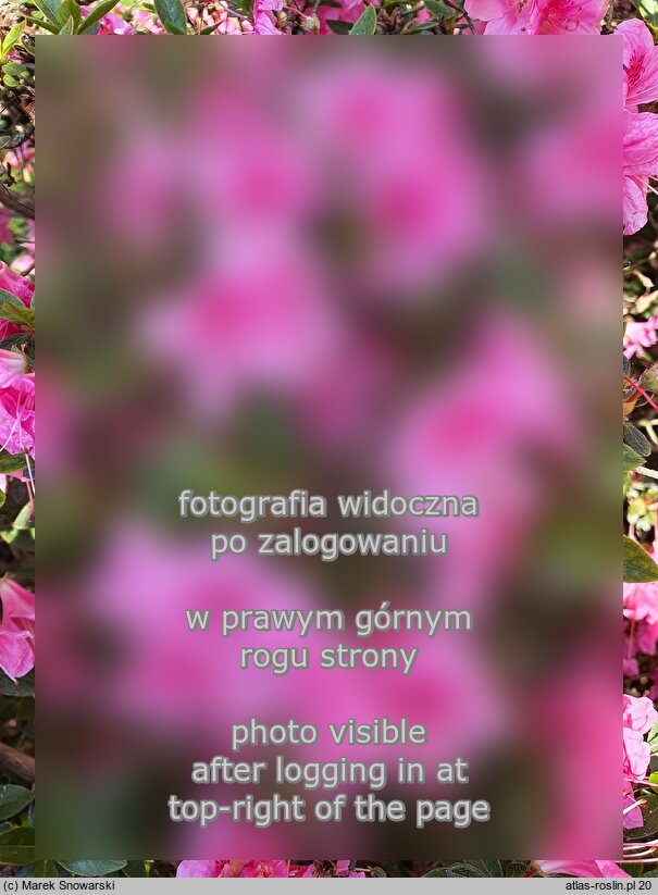 Rhododendron Oslava