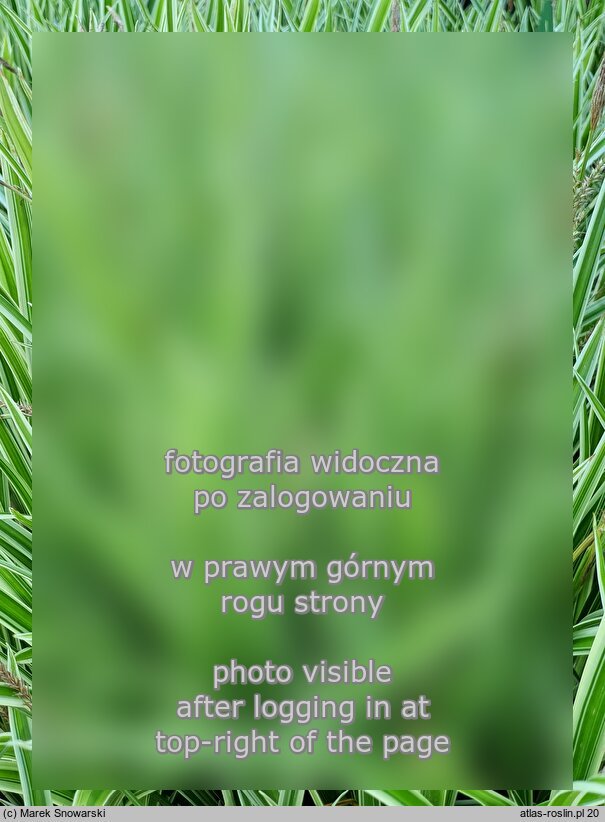 Carex morrowii Gold Band