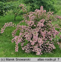 Kolkwitzia amabilis (kolkwicja chiÅ„ska)