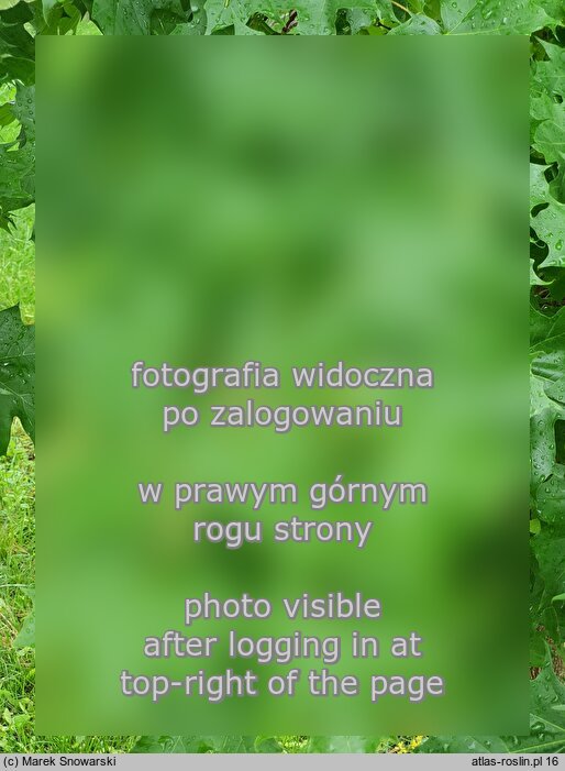 Acer truncatum (klon ściętolistny)