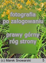 Hemerocallis flava (liliowiec żółty)